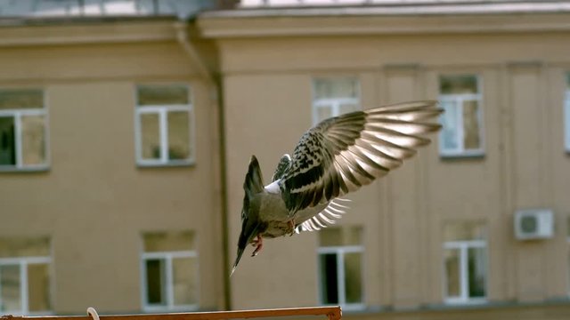 Flying pigeon. Super slow motion. Full HD footage