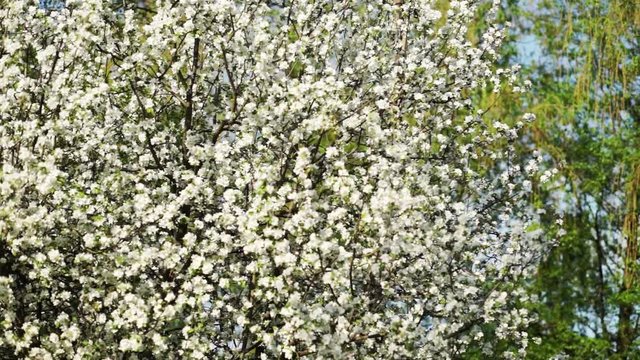 Beautiful nature in spring. White apple tree blossom in sunlight.