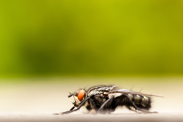 Side view of Common housefly in front of blurry green background