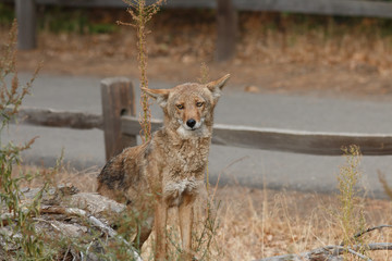 Coyote hunting