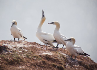 Morus bassanus - gannets at Helgoland germany