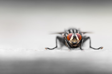 Frontal view of Common Housefly with red eyes against monocoloured blurred background