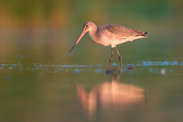 Black-tailed godwit (Limosa limosa)