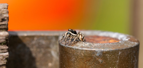 Closeup of jumping spider climbing out of a hole against red and green backgorud