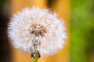 Perfect dandelion against orange and green background