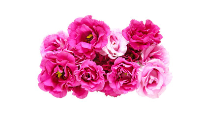 トルコキキョウ