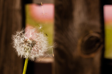 Dandelion with flying seed and blurry wood in the background