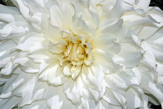 Beautiful white dahlia flower
