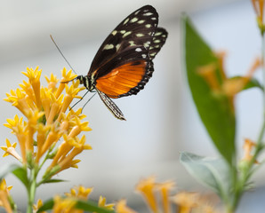 Rare Rosita Patch Butterfly