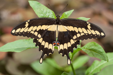 Swallowtail Spread