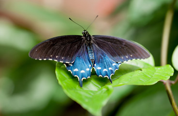 Rare Eastern Monarch