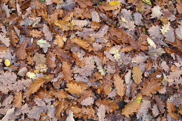 Autumn leaves