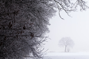 Winter landscape with branches in the foreground and lonely tree in the background