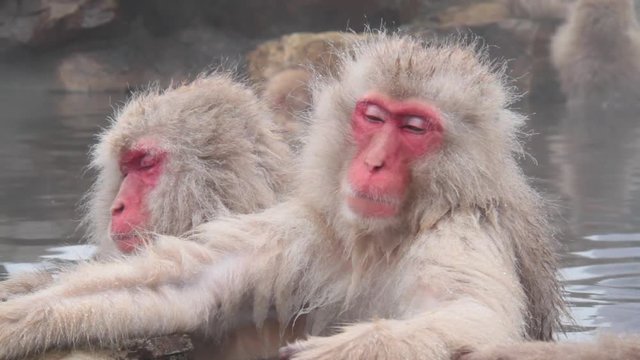 A snow monkey that enters a hot spring in winter. In Nagano Prefecture Jigokudani hot spring in Japan, wild monkeys enter hot springs.
