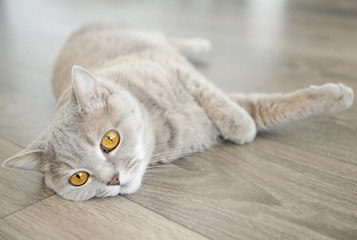Fototapeta na wymiar British shorthar kitten laying on the floor, grey cat with yello