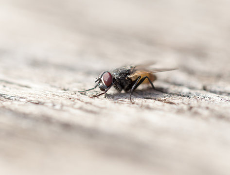 fly on a wooden background