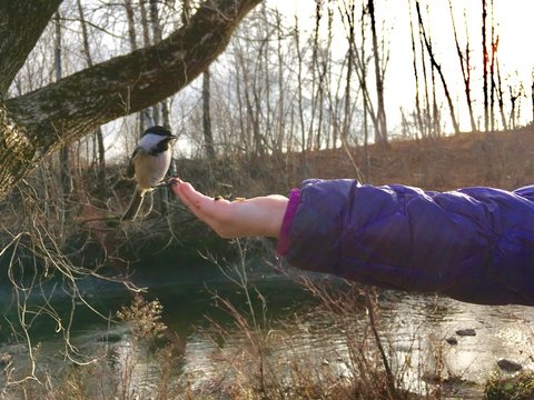 m&eacute;sange &agrave; t&ecirc;te noire