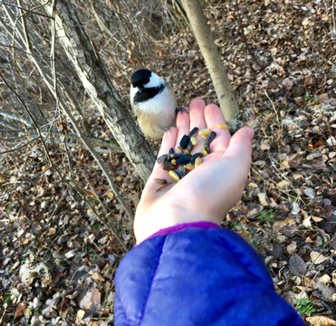 m&eacute;sange &agrave; t&ecirc;te noire