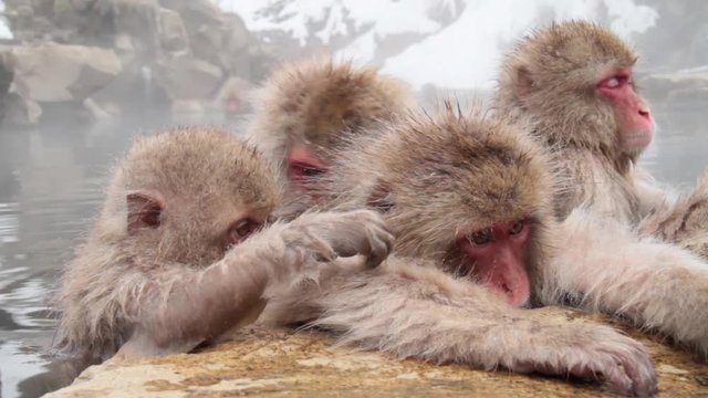 A snow monkey that enters a hot spring in winter. In Nagano Prefecture Jigokudani hot spring in Japan, wild monkeys enter hot springs.
