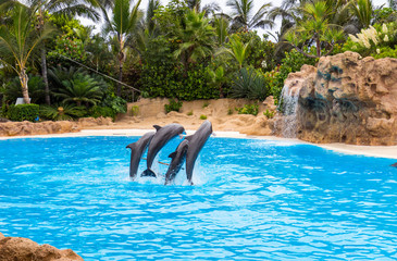 Marine wildlife background - three bottlenone dolphins jumping