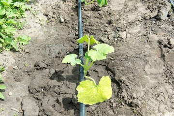 Summer marrow growing in the vegetable garden. Bio zucchini bush. Planting courgettes in vegetable gardening. Simple growing zucchini