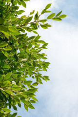 group of green leaf and sky,cloud and blue sky,green leaf from garden,green leaf make oxygen