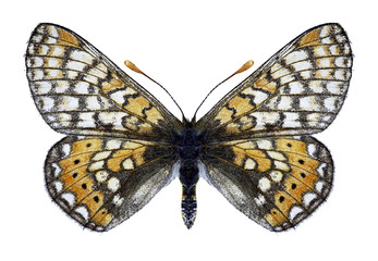 Butterfly Euphydryas aurinia sareptensis on a white background