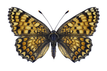 Butterfly Melitaea phoebe on a white background
