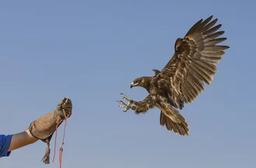 Fototapete Adler Greater Spotted Eagle fliegt in einer Wüste in der Nähe von Dubai