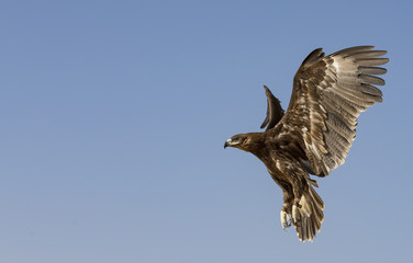 Greater Spotted eagle flying in a desert near Dubai