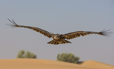 Greater Spotted eagle flying in a desert near Dubai