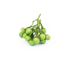 turkey berry (Solanum torvum) isolated in white background