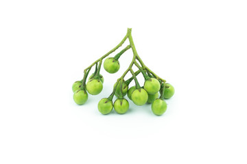 turkey berry (Solanum torvum) isolated in white background