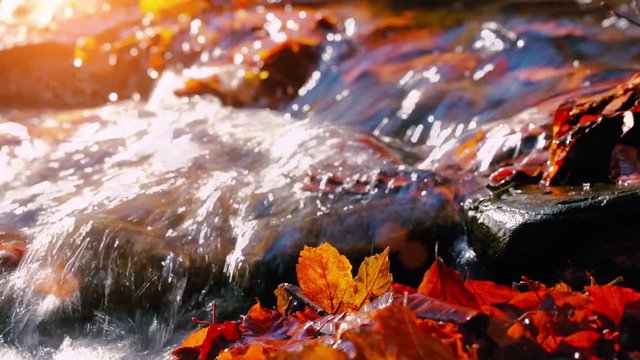 A small creek in the mountains forest strewn with colorful beech and other tree leaves. In the backlight warm autumn sun. In a shallow DOF.