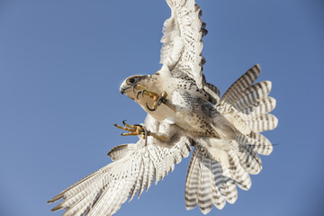 Falconer is training Peregrine Falcon in a desert near Dubai