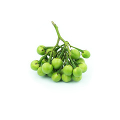 turkey berry (Solanum torvum) isolated in white background