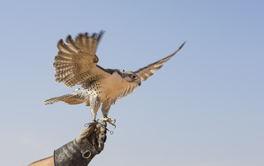 Falconer is training Peregrine Falcon in a desert near Dubai