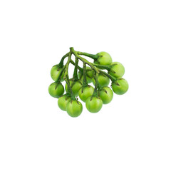turkey berry (Solanum torvum) isolated in white background