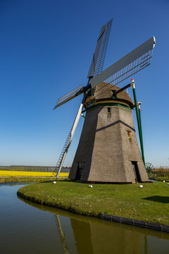 Dutch windmill in a yellow daffodil field.