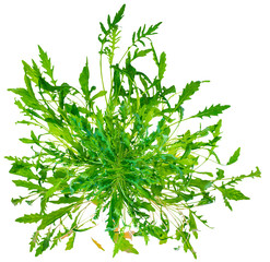 fresh green bunch salad arugula(ruccola or rukkola) leaves isolated on white background