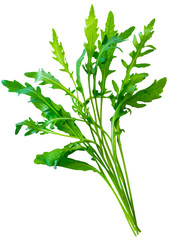 fresh green bunch salad arugula(ruccola or rukkola) leaves isolated on white background