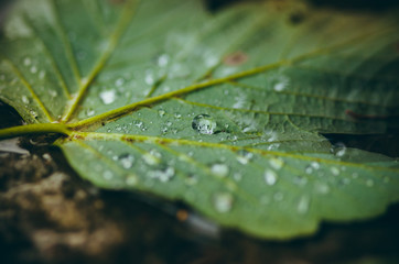 Autumn leaves in the rain.