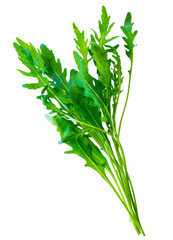 Obraz premium fresh green bunch salad arugula(ruccola or rukkola) leaves isolated on white background
