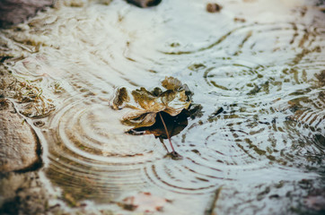 Autumn leaves in the rain.