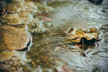 Autumn leaves in the rain.