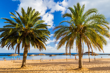 Yellow sand beach with lounge chairs and umbrellas in Tenerife Island, Spain