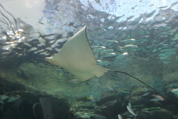 下から見上げたエイ © jubipulse