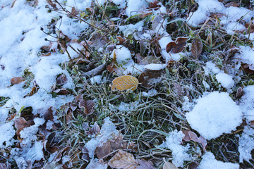 Leaves in the frost