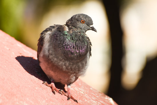 Pigeon standing on roof, isolated.