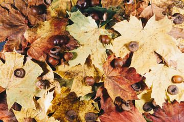 Autumn leaves and autumn chestnuts, vintage look, Autumn leaves background.